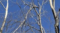 Ice storm cuts maple syrup season short in northern Michigan