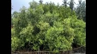Wrappers and bottles choking mangroves: NIO study