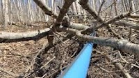 Heavy snow, ice storm test Kemble-area maple syrup producers