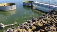 The cost of algae to the Australian water industry