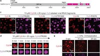 The SARS-CoV-2 nucleocapsid phosphoprotein forms mutually exclusive condensates with RNA and the membrane-associated M protein