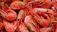 Prawns See Record Export Growth; Norway’s King Crab Decline Amid Quota Cuts