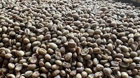 Vietnam's coffee exports earn $400 million in first 15 days of 2025