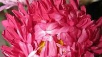 Sandra Madron Obituary