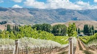 New Zealand Pinot Finds its Place
