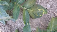 Potato mop-top virus hits Tasmania: Government mobilises incident team