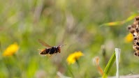 Mini radio tags help track ‘murder hornets’ and other invasive insects