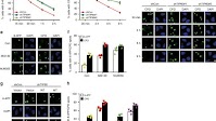 Acetylation of XPF by TIP60 facilitates XPF-ERCC1 complex assembly and activation