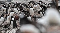 Penguin Poop May Help Preserve Antarctic Climate