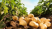 New program looks to expand early pathogen detection in potato crops