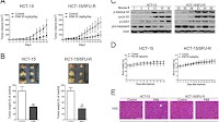 Fig. 8. PAB inhibits both 5-FU-sensitive and -resistant CRC cells...