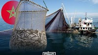 Sardine Prices Controversy Raises Questions over Market Oversight