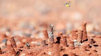 Utah ecologists confirm that the 'Beehive State' lives up to its name
