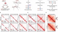 Fork coupling directs DNA replication elongation and termination
