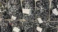 Moldovan grapes are sold in a supermarket in Baku – the prices are high