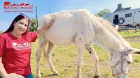 Donkeys rescued from Gaza border conflict flown from Israel to Europe
