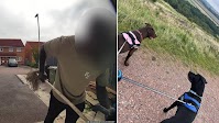 Evri driver sacked 'after putting mop through letterbox to hit labradors'