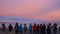 Skies come alive each spring at Montana's Freezeout Lake