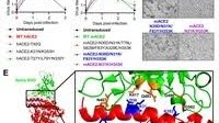New mouse model of SARS-CoV-2 infection reflects features of human infection