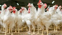 Brazil chicken prices rise in early April - Cepea