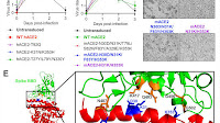 New mouse model of SARS-CoV-2 infection reflects features of human infection