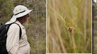 Man 'hit the jackpot' with rare find in Aussie bush after 86 years