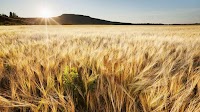 CNH Builds a Modern Employee Experience on Cloud-Based HR Foundation