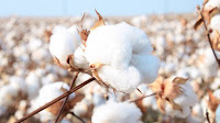 Cotton Deadlock: Why Tajikistan’s Farmers Are Working at a Loss