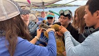Hawaiʻi: Turtle tagging: Hands-on research for Hawai‘i CC Marine Option Program students