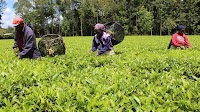 Tea Earnings Hit KES 138 Billion in 2022 on Weakening Shilling