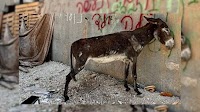 GAZA CEASEFIRE: Hundreds of animal survivors can finally be saved!