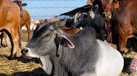 Zambeef, Chisamba Ranching sign K7.8m cattle supply contract – Zambia