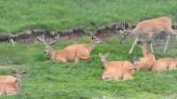 IM receives veterinarian’s plans for managing deer pen