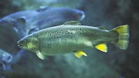 Anxiety drugs found in rivers make salmon take more risks