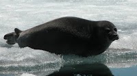 Investigating how chemicals behave in Russia's Baikal seals