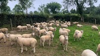 Lamb prices hold at some outlets while cut 20c/kg at others