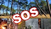 Haiti - Environment : SOS to save the Pine Forest, the Parc la Visite and the Macaya Park
