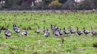 Bird flu Q&A: What to know to help protect yourself and your pets