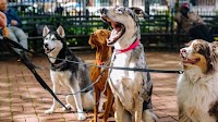 Investors Holding Back On Mad Paws Holdings Limited (ASX:MPA)