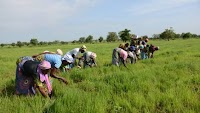 Where Is the GHS 100m? Peasant farmers question buffer stock over delayed grain purchases
