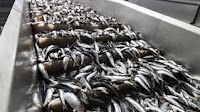Russian seafood industry says lower tax revenue another sign of its financial crisis
