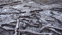 Mesolithic structure with surviving timbers found at Killerby Quarry