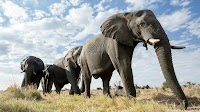 PHP Turns 30: Language and Ecosystem Are Stronger Than Ever