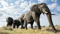 PHP Turns 30: Language and Ecosystem Are Stronger Than Ever