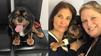 Pet owners seek out mitral valve repair surgery overseas