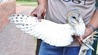Grade 8 hostel boys to become surrogate parents to owls