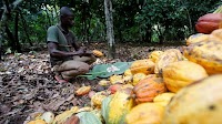 New cocoa price undermines Gov’t promise to farmers – GCCP
