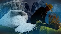 There’s fake news about P20-per-kilo rice in Visayas, says Palace