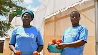 Women farmers in Malawi tackle climate change and gender inequalities through greenhouse programme