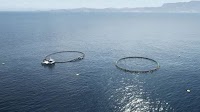 New Zealand King Salmon enters funding partnership with New Zealand government